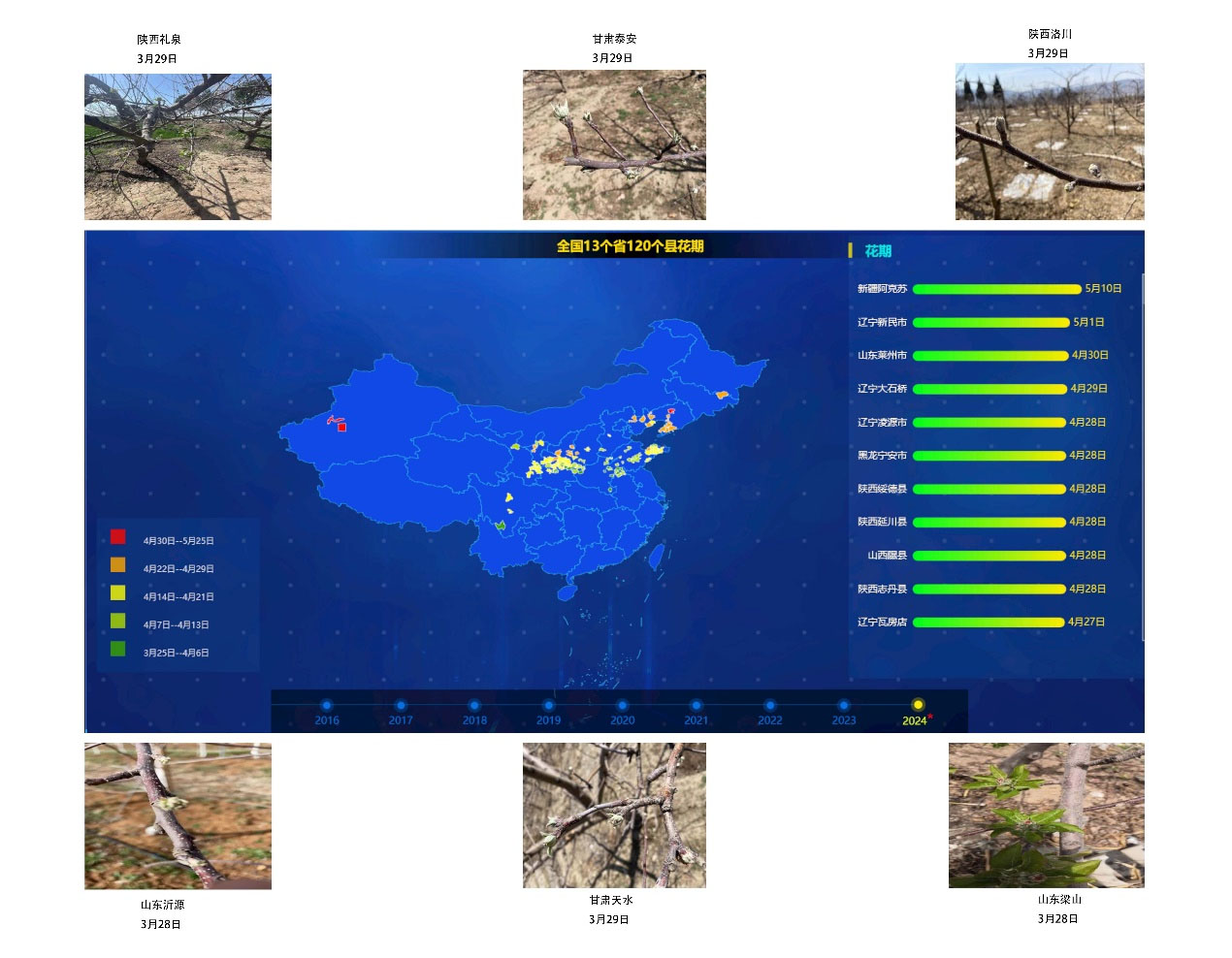 2024年全國蘋果樹預(yù)計始花期時間和部分產(chǎn)區(qū)實拍圖 