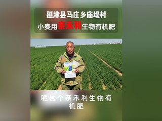 小麥?zhǔn)褂糜H禾利生物有機(jī)肥，延津縣馬莊鄉(xiāng)廟堤村農(nóng)戶(hù)感言