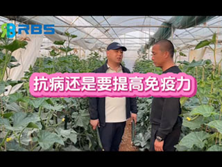 大棚黃瓜抗病還是要提高免疫力，云南元謀縣農(nóng)戶(hù)使用感言