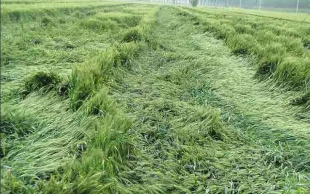 如何預(yù)防小麥后期倒伏？