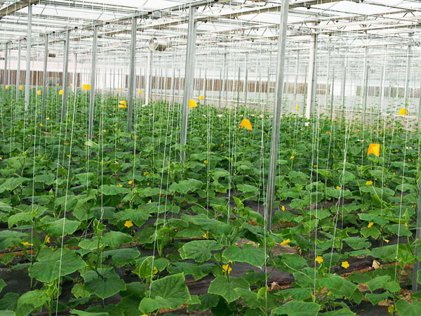 高溫多濕 謹防大棚蔬菜細菌性病害