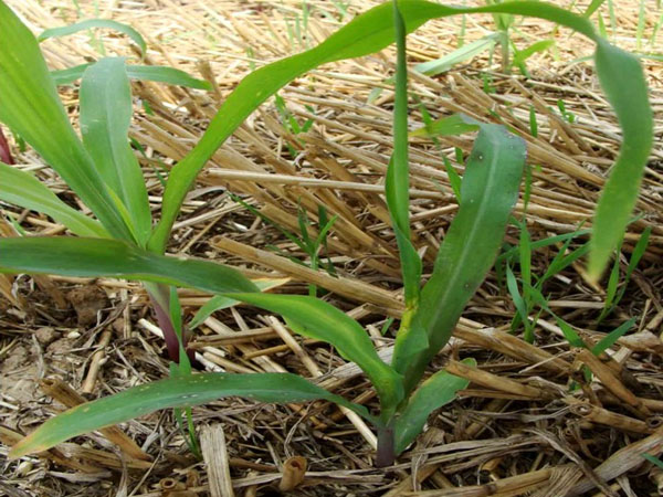 玉米薊馬防治技術