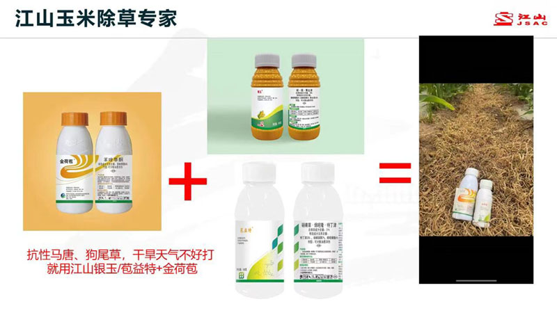 天氣干旱 玉米田超好用的除草劑方案推薦！除草干凈，不傷苗！