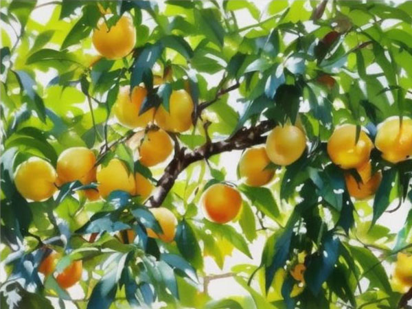 高溫天氣果樹如何安全度夏？